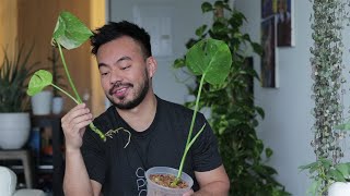 Propagating Thai Constellation Monstera  Houseplant  Life Updates [upl. by Mairem]