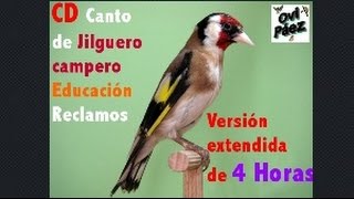 Descargar CD Canto del jilguero 4 Horas para educar reclamosVersión Extendida [upl. by Veradi831]