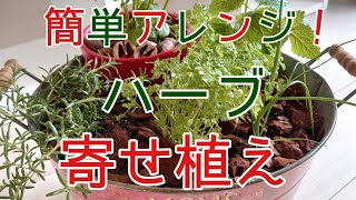 ハーブ『寄せ植え』オシャレで可愛くガーデニング！初心者さんにも大人気、ハーブを楽しく育てて収穫しましょう♪ [upl. by Costin473]