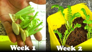 How To Grow Radish From Radish [upl. by Sibyls]