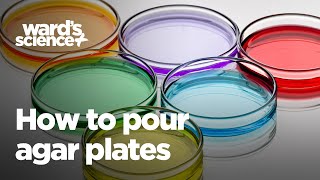 How to Pour Agar Plates [upl. by Andeee]