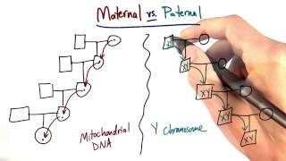 Maternal vs Paternal Lines  Tales from the Genome [upl. by Jodee]