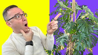 How to Grow a MONSTEROUSLY Huge Monstera Deliciosa [upl. by Kovacs]