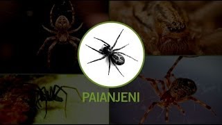 Dezinsectie paianjeni insecticide produse scapa de paianjen [upl. by Eulaliah937]