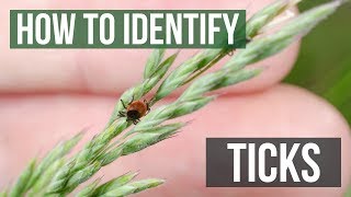 How to Identify Ticks  Tick Identification [upl. by Pompea902]