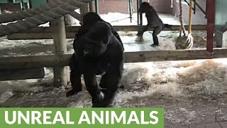 Silverback Gorilla breaks up vicious fight between females [upl. by Quartana]