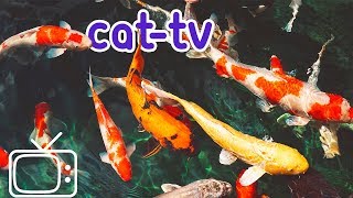 CATTV  Boredom Blasting Fish Videos for Cats [upl. by Aniez]