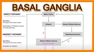 Basal Ganglia Direct vs Indirect Pathways [upl. by Tlaw]