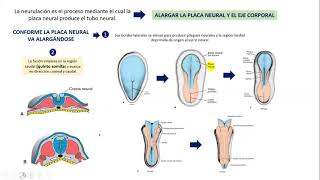 EMBRIOLOGIA NEURULACION CIERRE NEUROPORO [upl. by Etteuqaj341]