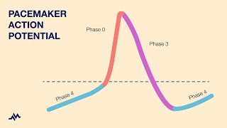 Pacemaker Action Potential [upl. by Adnohser]