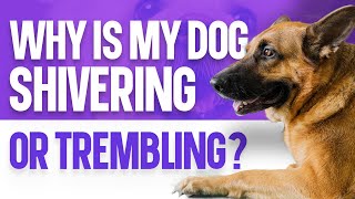 Why is My Dog Shivering or Trembling [upl. by Atnoed]