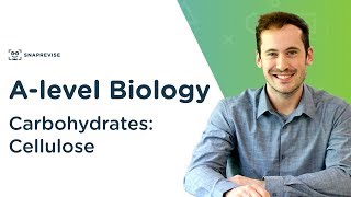 Carbohydrates Cellulose  Alevel Biology  OCR AQA Edexcel [upl. by Caldwell]