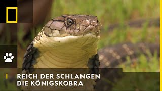 REICH DER SCHLANGEN  Die Königskobra  National Geographic [upl. by Naitsirhk]