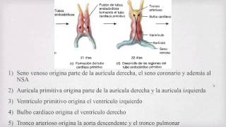 Embriología del Corazón [upl. by Leeth]