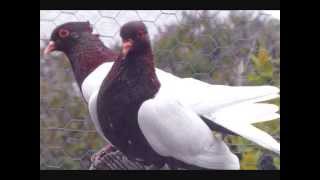 Pigeon Breed Archangel Pigeons Various Colors amp Patterns WWWDonsPigeonsCom [upl. by Hollander]