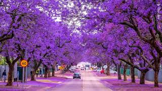 Jacaranda blue city HD1080p [upl. by Eitak494]