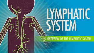 Lymphatic System Crash Course Anatomy amp Physiology 44 [upl. by Ahtnammas]