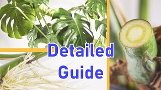 How To Propagate MONSTERA DELICIOSA 2 EASY Ways DETAILED [upl. by Takara]