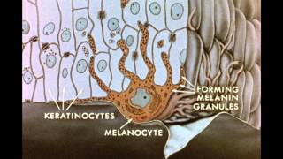 7 Pigment Transfer in Skin Cells [upl. by Carnay]