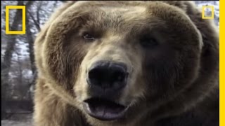 How to Survive a Grizzly Attack  National Geographic [upl. by Kentiggerma]