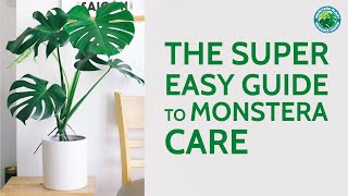 The Super Easy Guide to Monstera Care  Houseplant Resource Center [upl. by Junieta]