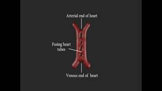 Embriología cardiovascular resumen [upl. by Ruyam427]