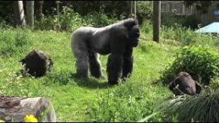 Silverback dad defends amp protects daughter [upl. by Range]