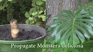 How to Grow Monstera deliciosa from Cuttings  Propagate Swiss Cheese Plant [upl. by Arodnap]