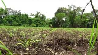 Cómo cultivar Maíz  TvAgro por Juan Gonzalo Angel  Maiz [upl. by Martyn132]