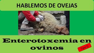 38 ENTEROTOXEMIA EN LAS OVEJAS [upl. by Leribag651]