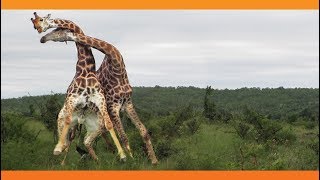 Giraffes Fighting [upl. by Spillar192]