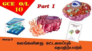 கலம்  Cell structure amp function  Grade 10 Science  GCE OL Tamil Medium [upl. by Eannyl]