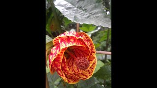 Pruning Abutilon or Flowering Maple [upl. by Yuht]