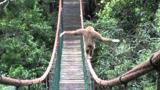 Gibbon on the Monkeyland bridge [upl. by Yahsat]