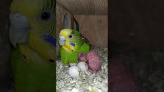 Parakeet egg hatching 🥚🐣 [upl. by Wedurn]