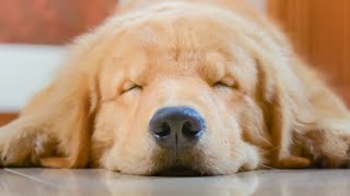 The Real Reason Your Dog Is Twitching In Its Sleep [upl. by Rheta]