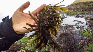 Coastal foraging for seaweed in HMB making Trader Joes seaweed snack [upl. by Trutko]