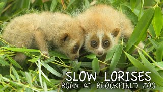 Slow Loris Babies [upl. by Inattyrb]