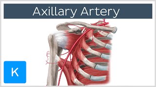 Axillary Artery  Location amp Branches  Human Anatomy  Kenhub [upl. by Aindrea44]