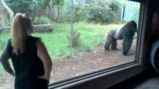 Silverback Gorillas Fighting Over Attention at Omaha Zoo [upl. by Jaquenette159]