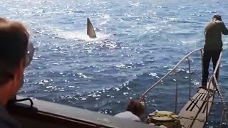 Jaws Youre Gonna Need a Bigger Boat HD CLIP [upl. by Yssej838]