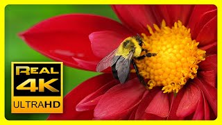 Breathtaking Colors of Nature in 4K II 🌹🌷 Beautiful Flowers  Sleep Relax Music UHD TV Screensaver [upl. by Glick]