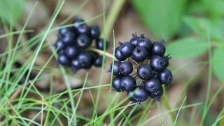 Sarsaparilla and Ground Elder [upl. by Yeliak]