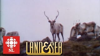 Land amp Sea Big Game Hunting in Newfoundland [upl. by Etteuqram]