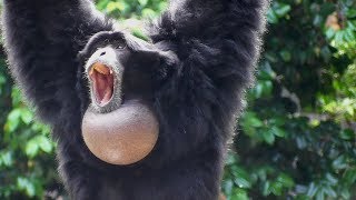 Siamang Gibbons 02  howling and performance [upl. by Bohner707]