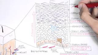 The Skin Anatomy Physiology and Microbiology [upl. by Ettenowtna617]