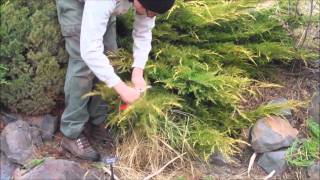 Tip Pruning a Juniper [upl. by Ahsilac832]