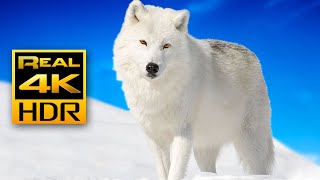 Majestic Winter Wildlife in 4K HDR 🐺❄️Arctic Wolves Foxes and More  Relax Music 4K TV Screensaver [upl. by Arel]