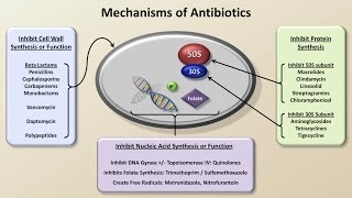 Mechanisms and Classification of Antibiotics Antibiotics  Lecture 3 [upl. by Salem998]