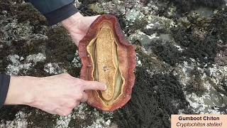 Pillar Point Gumboot Chiton [upl. by Telfer288]